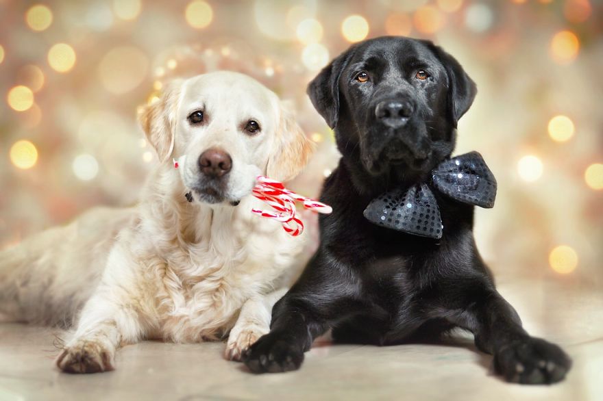 Yes, Dogs Also Have Best Friends! I Want To Show You My Golden Retriever Mali’s Friends Yes, Dogs Also Have Best Friends! I Want To Show You My Golden Retriever Mali’s Friends