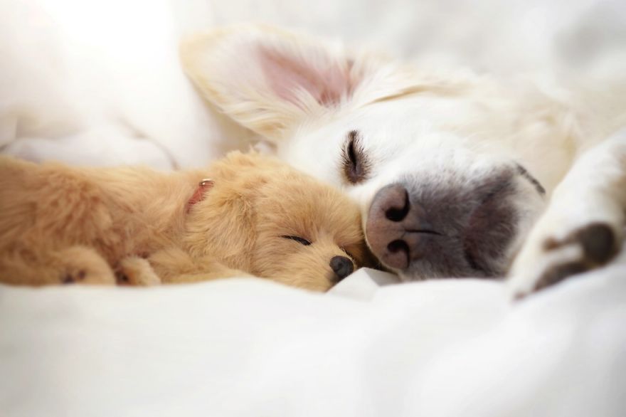 Yes, Dogs Also Have Best Friends! I Want To Show You My Golden Retriever Mali’s Friends Yes, Dogs Also Have Best Friends! I Want To Show You My Golden Retriever Mali’s Friends