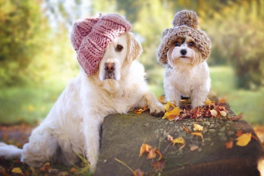 Yes, Dogs Also Have Best Friends! I Want To Show You My Golden Retriever Mali’s Friends Yes, Dogs Also Have Best Friends! I Want To Show You My Golden Retriever Mali’s Friends