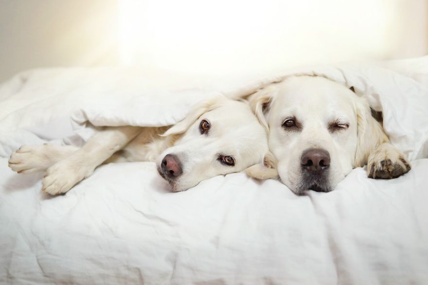 Yes, Dogs Also Have Best Friends! I Want To Show You My Golden Retriever Mali’s Friends Yes, Dogs Also Have Best Friends! I Want To Show You My Golden Retriever Mali’s Friends