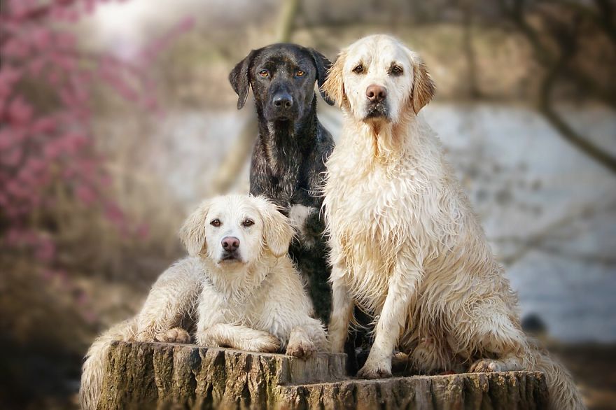 Yes, Dogs Also Have Best Friends! I Want To Show You My Golden Retriever Mali’s Friends Yes, Dogs Also Have Best Friends! I Want To Show You My Golden Retriever Mali’s Friends