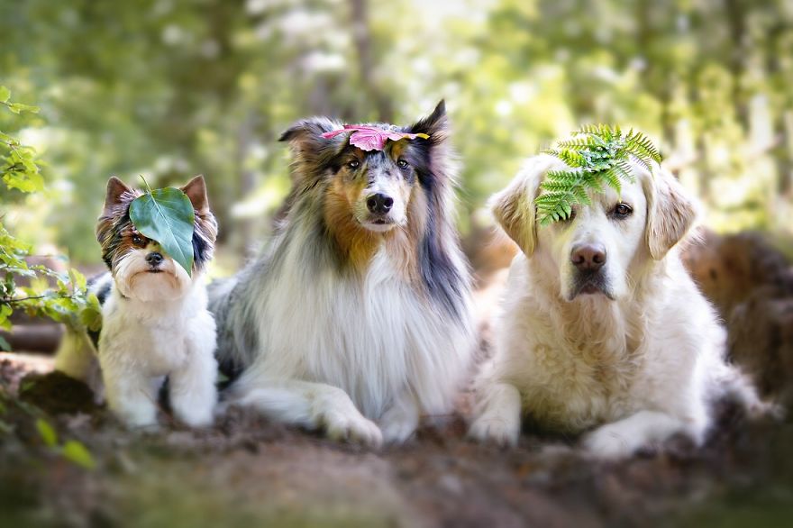 Yes, Dogs Also Have Best Friends! I Want To Show You My Golden Retriever Mali’s Friends Yes, Dogs Also Have Best Friends! I Want To Show You My Golden Retriever Mali’s Friends