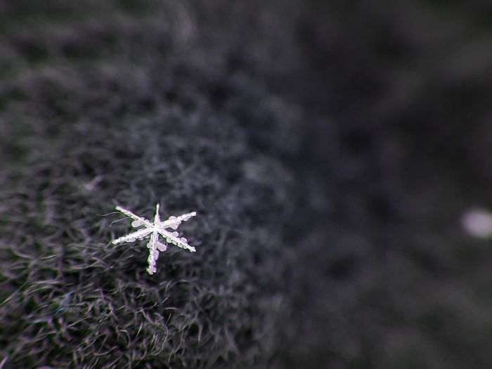 Magic Of Snow: I Try To Capture A Perfect Snowflake