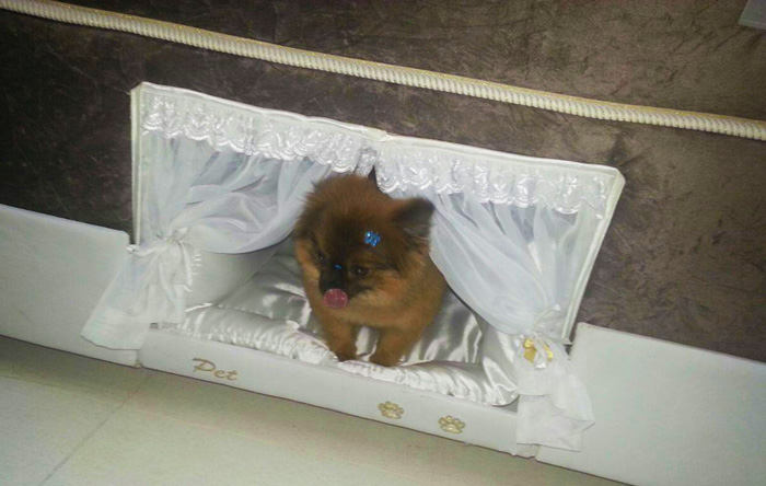 This Bed Has A Tiny Compartment For Your Pet So That You Can Sleep Together This Bed Has A Tiny Compartment For Your Pet So That You Can Sleep Together