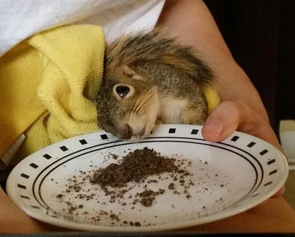 Couple Saves A Squirrel And Now It Lives In Their Christmas Tree