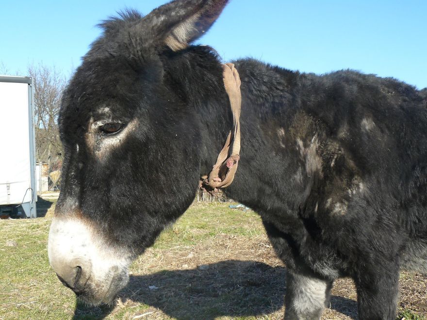 Donkey Duo Saved From Being Turned Into Sausages On Christmas Donkey Duo Saved From Being Turned Into Sausages On Christmas