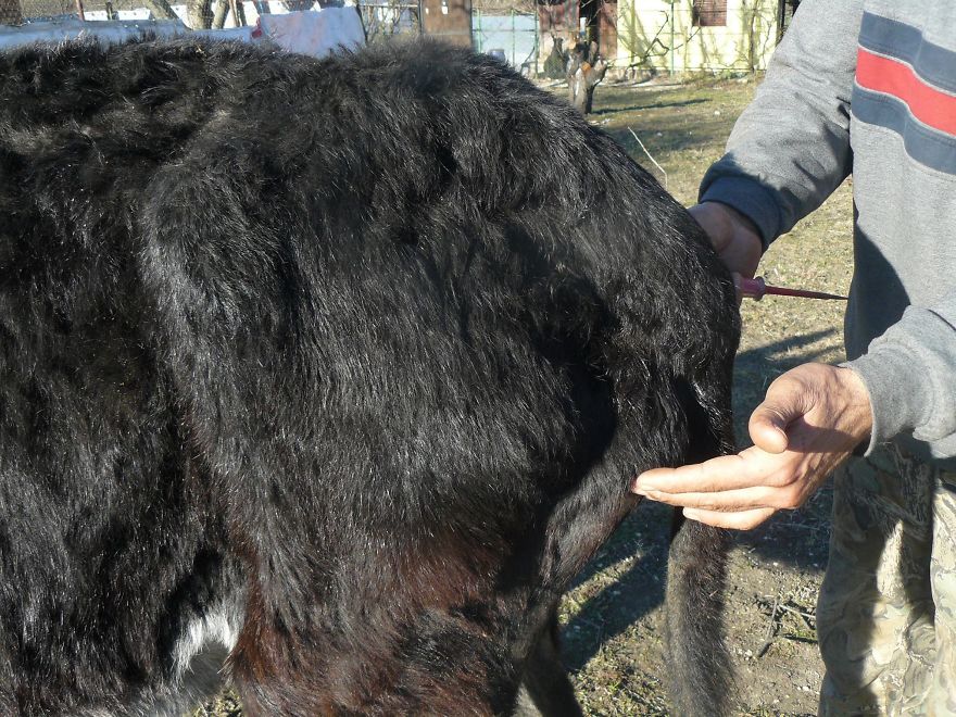 Donkey Duo Saved From Being Turned Into Sausages On Christmas Donkey Duo Saved From Being Turned Into Sausages On Christmas