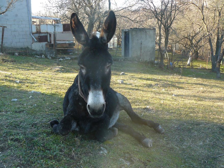 Donkey Duo Saved From Being Turned Into Sausages On Christmas Donkey Duo Saved From Being Turned Into Sausages On Christmas