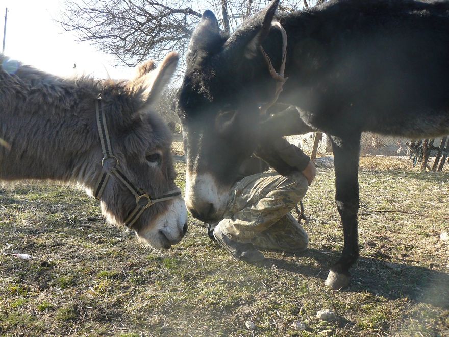 Donkey Duo Saved From Being Turned Into Sausages On Christmas Donkey Duo Saved From Being Turned Into Sausages On Christmas