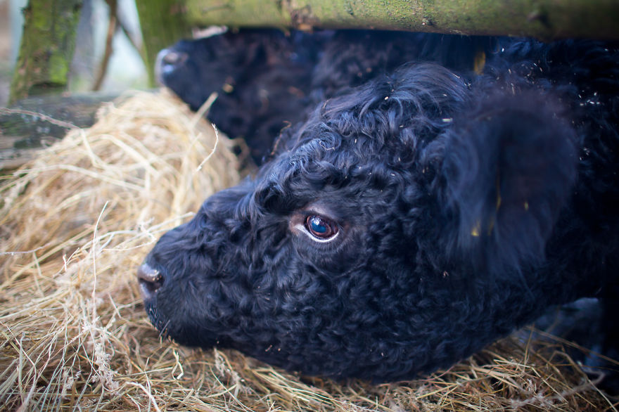 Wow, They&#8217;re So Fluffy And They Live On Our Farm