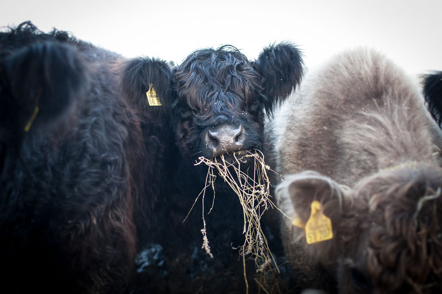 Wow, They&#8217;re So Fluffy And They Live On Our Farm