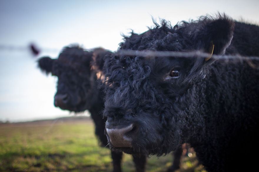 Wow, They&#8217;re So Fluffy And They Live On Our Farm