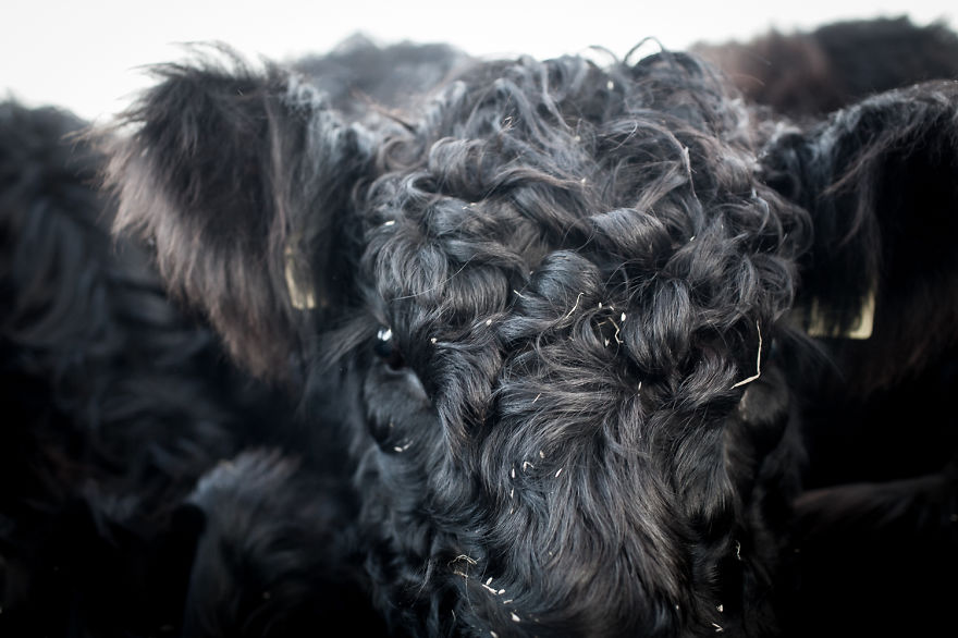 Wow, They&#8217;re So Fluffy And They Live On Our Farm