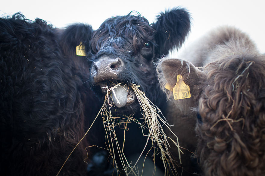 Wow, They&#8217;re So Fluffy And They Live On Our Farm