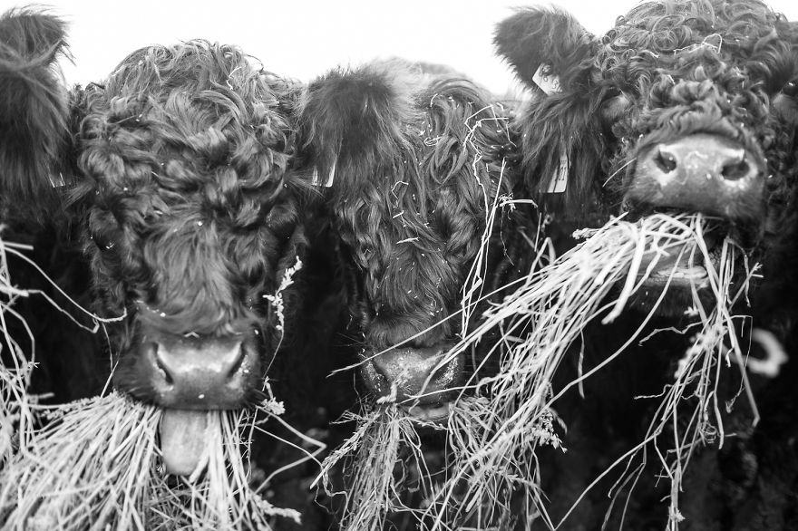 Wow, They&#8217;re So Fluffy And They Live On Our Farm