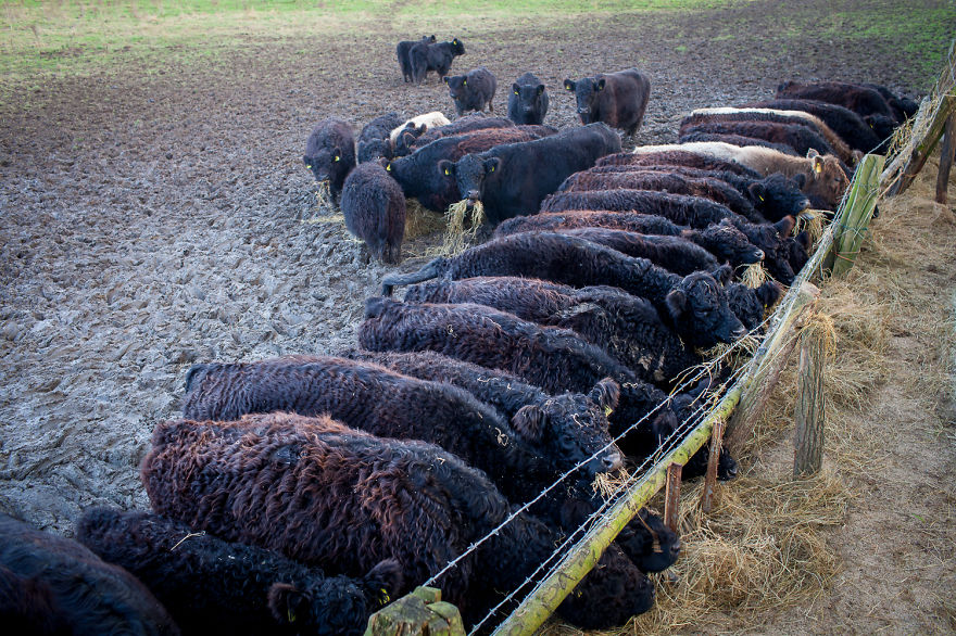 Wow, They&#8217;re So Fluffy And They Live On Our Farm