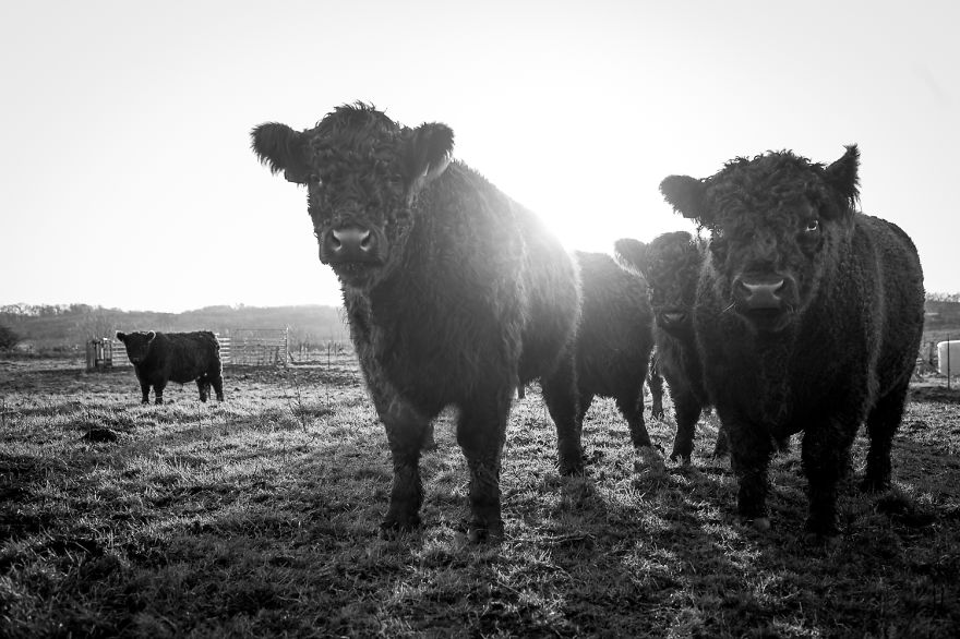 Wow, They&#8217;re So Fluffy And They Live On Our Farm