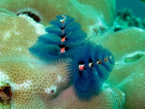 Too Cool: Marine Worms Look Like Christmas Trees Too Cool: Marine Worms Look Like Christmas Trees