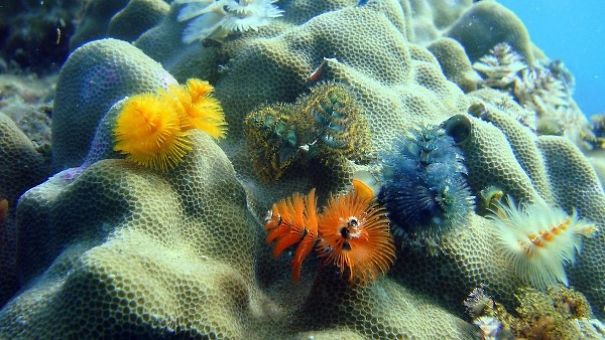 Too Cool: Marine Worms Look Like Christmas Trees Too Cool: Marine Worms Look Like Christmas Trees
