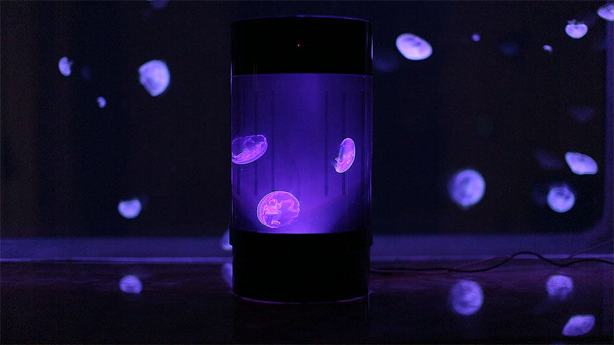Now You Can Have Pet Jellyfish At Home