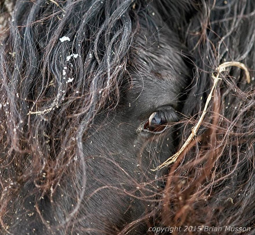 I Photograph Beautiful Friesian Horses All Year Long I Photograph Beautiful Friesian Horses All Year Long