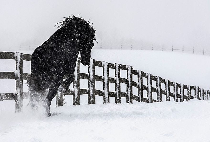 I Photograph Beautiful Friesian Horses All Year Long I Photograph Beautiful Friesian Horses All Year Long