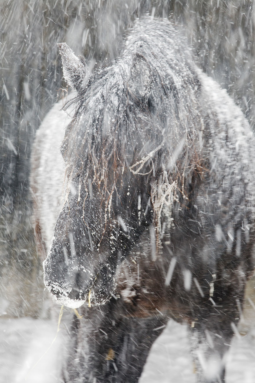 I Photograph Beautiful Friesian Horses All Year Long I Photograph Beautiful Friesian Horses All Year Long