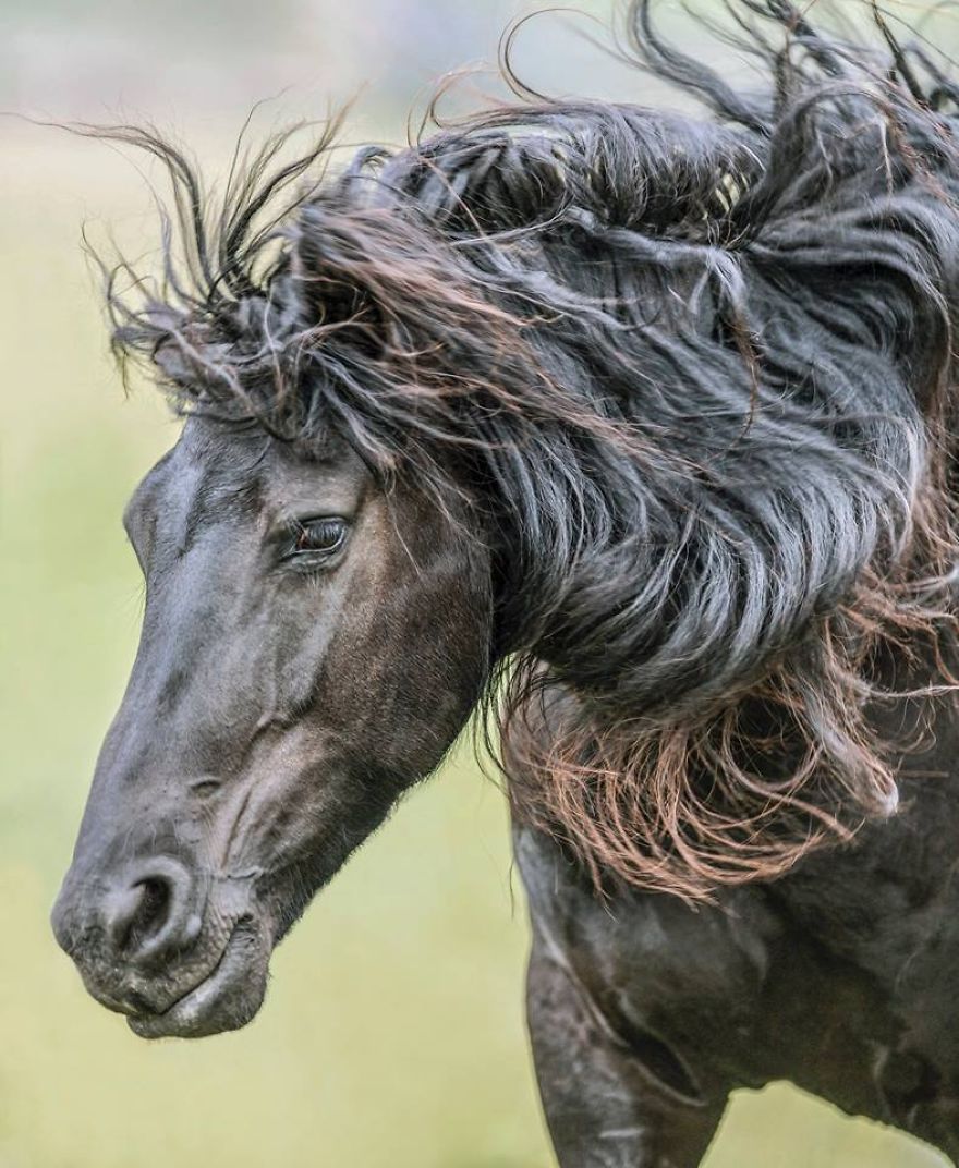 I Photograph Beautiful Friesian Horses All Year Long I Photograph Beautiful Friesian Horses All Year Long
