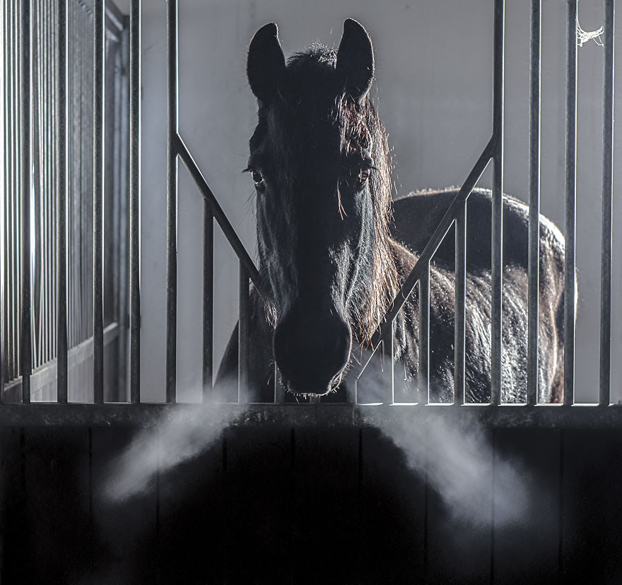 I Photograph Beautiful Friesian Horses All Year Long I Photograph Beautiful Friesian Horses All Year Long