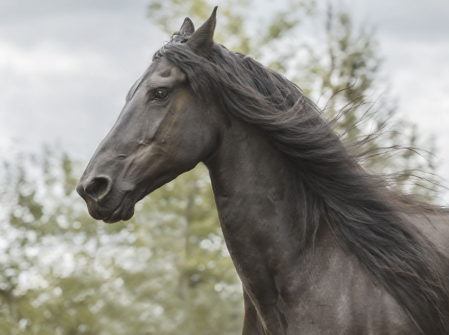 I Photograph Beautiful Friesian Horses All Year Long I Photograph Beautiful Friesian Horses All Year Long