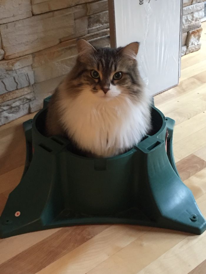 Under the Mistlepaw: 50 Funny Images of Cats in Christmas Trees Under the Mistlepaw: 50 Funny Images of Cats in Christmas Trees