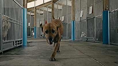 Dog Takes A Bullet To Save A Little Kid