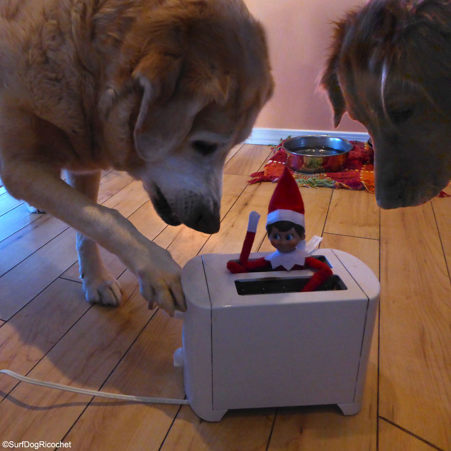 My Dogs Are Getting Revenge On Elf On The Shelf My Dogs Are Getting Revenge On Elf On The Shelf