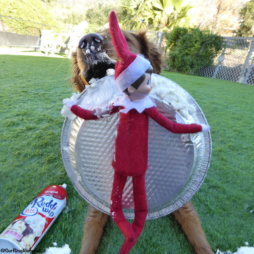 My Dogs Are Getting Revenge On Elf On The Shelf My Dogs Are Getting Revenge On Elf On The Shelf