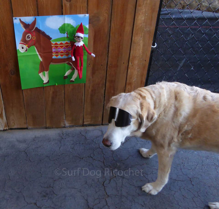 My Dogs Are Getting Revenge On Elf On The Shelf My Dogs Are Getting Revenge On Elf On The Shelf