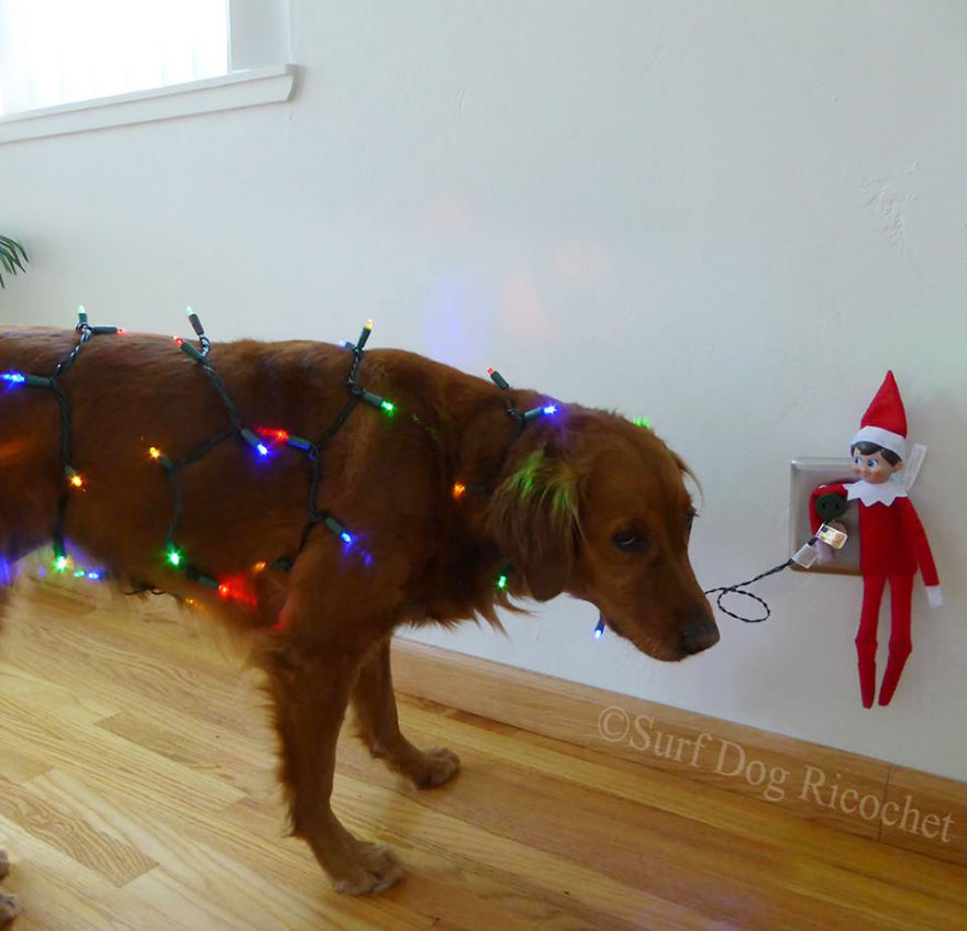 My Dogs Are Getting Revenge On Elf On The Shelf My Dogs Are Getting Revenge On Elf On The Shelf