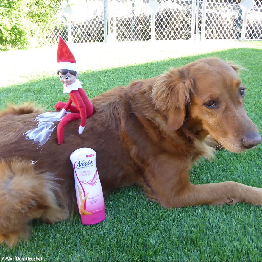 My Dogs Are Getting Revenge On Elf On The Shelf My Dogs Are Getting Revenge On Elf On The Shelf