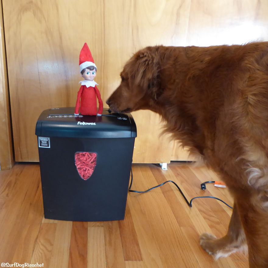 My Dogs Are Getting Revenge On Elf On The Shelf My Dogs Are Getting Revenge On Elf On The Shelf