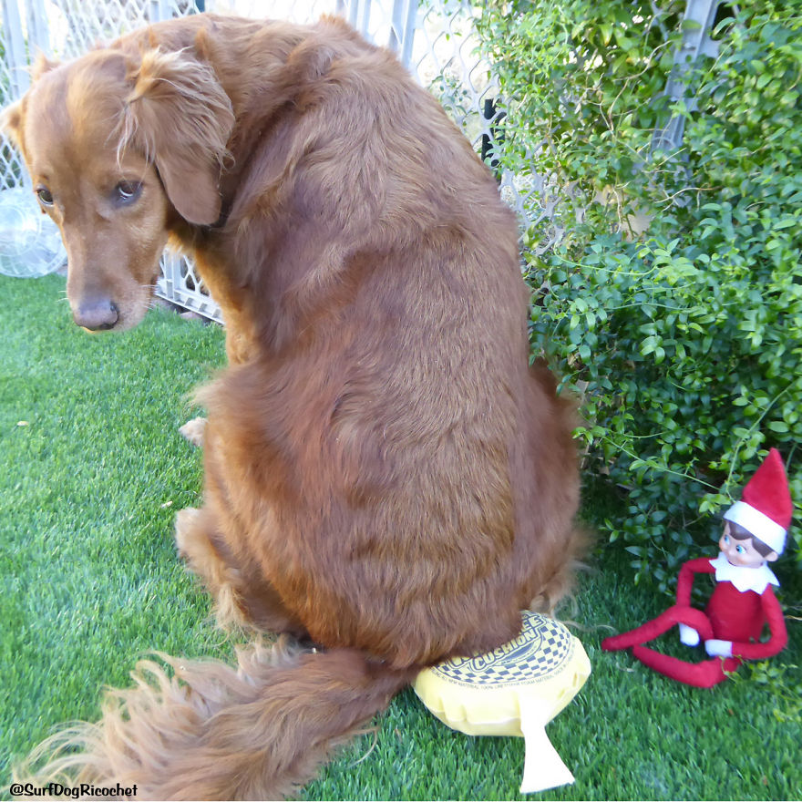 My Dogs Are Getting Revenge On Elf On The Shelf My Dogs Are Getting Revenge On Elf On The Shelf