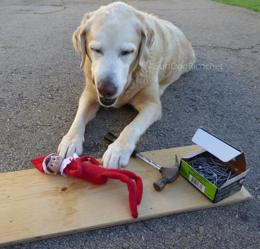 My Dogs Are Getting Revenge On Elf On The Shelf My Dogs Are Getting Revenge On Elf On The Shelf