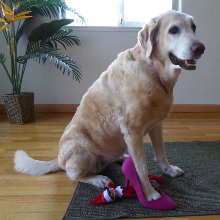 My Dogs Are Getting Revenge On Elf On The Shelf My Dogs Are Getting Revenge On Elf On The Shelf