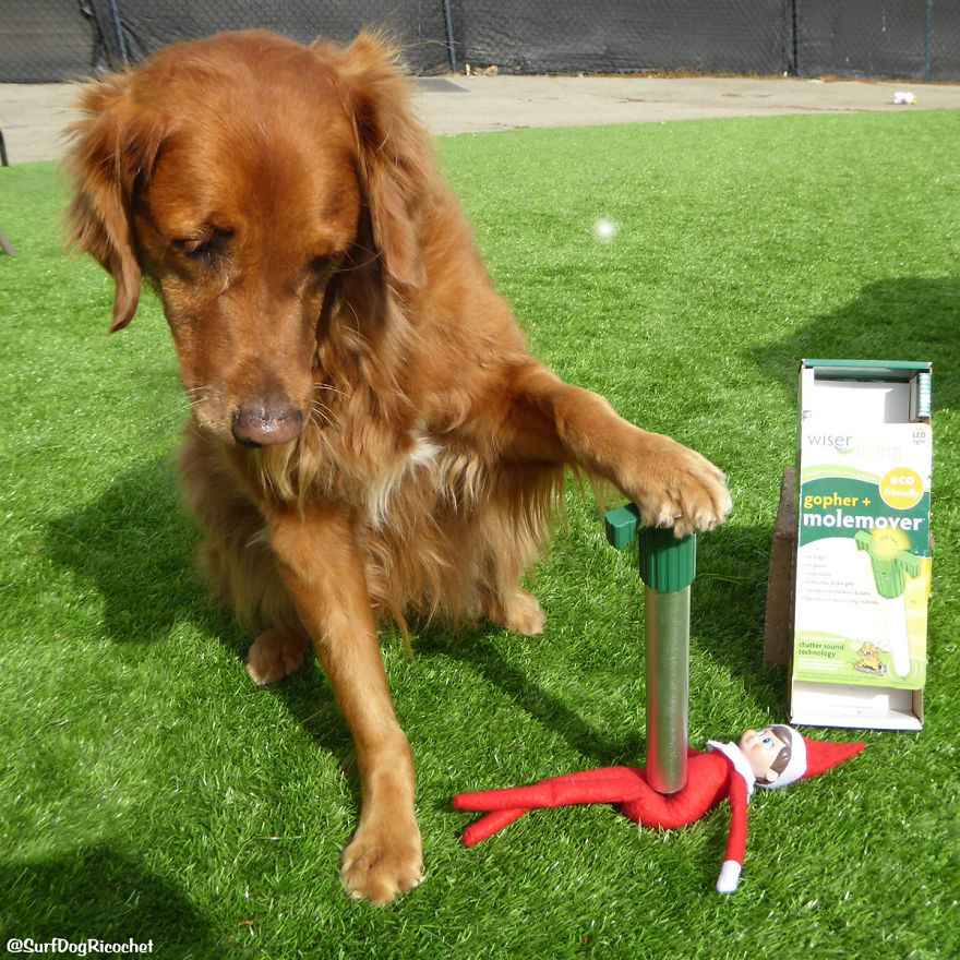 My Dogs Are Getting Revenge On Elf On The Shelf My Dogs Are Getting Revenge On Elf On The Shelf