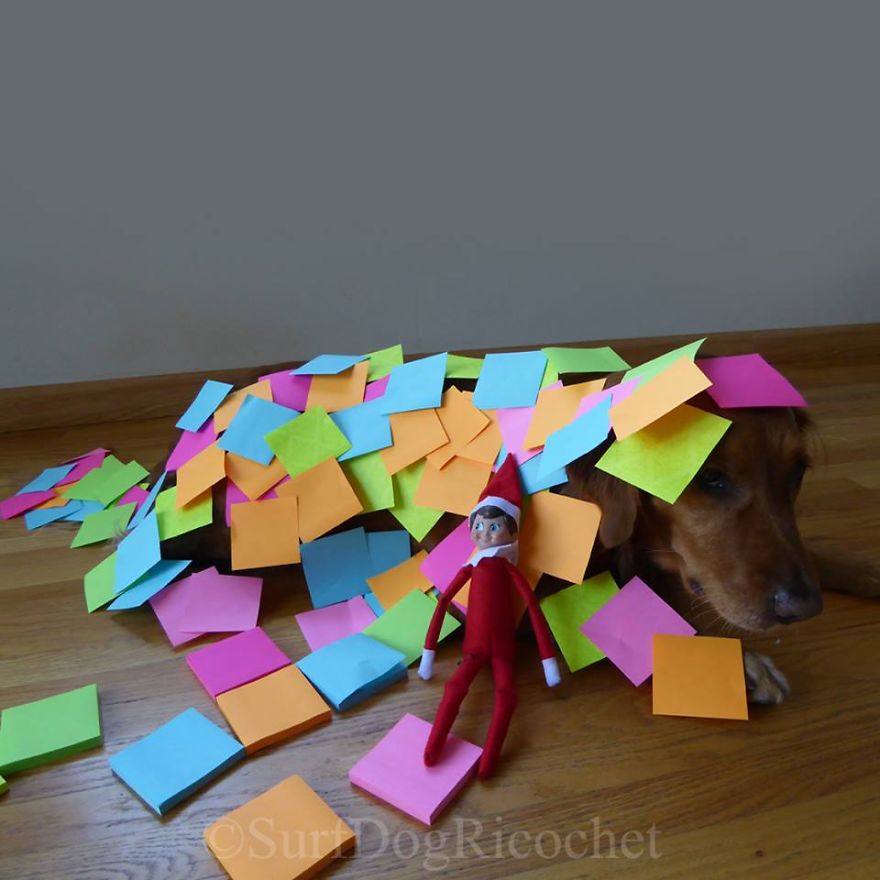 My Dogs Are Getting Revenge On Elf On The Shelf My Dogs Are Getting Revenge On Elf On The Shelf