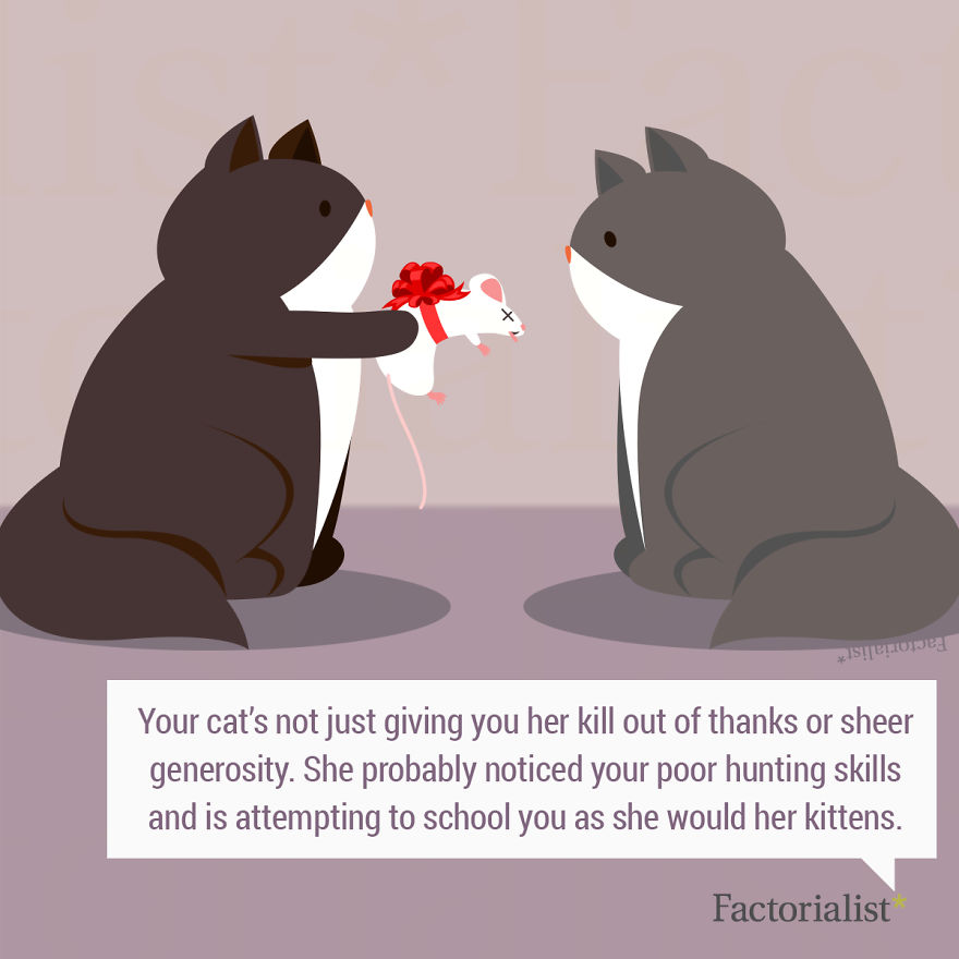 10 Quirky Human And Animal Gift-Giving Customs 10 Quirky Human And Animal Gift-Giving Customs