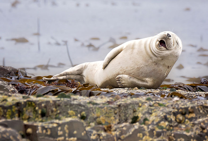 13 Funny Winners Of The 2015 Comedy Wildlife Photography Awards 13 Funny Winners Of The 2015 Comedy Wildlife Photography Awards