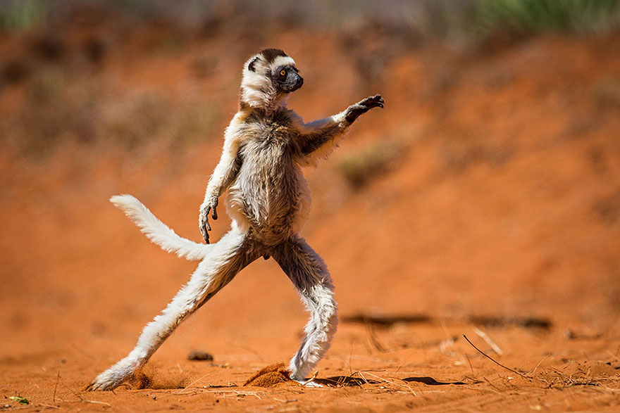 13 Funny Winners Of The 2015 Comedy Wildlife Photography Awards 13 Funny Winners Of The 2015 Comedy Wildlife Photography Awards