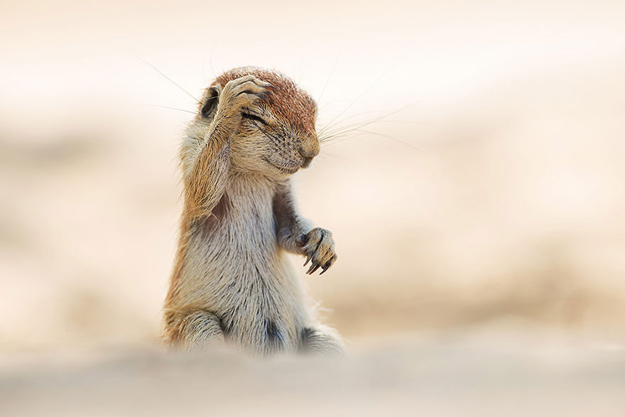 13 Funny Winners Of The 2015 Comedy Wildlife Photography Awards 13 Funny Winners Of The 2015 Comedy Wildlife Photography Awards