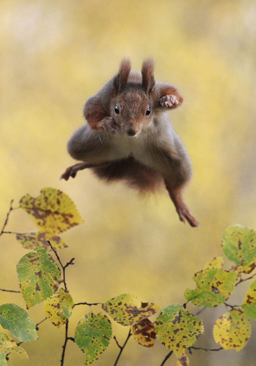 13 Funny Winners Of The 2015 Comedy Wildlife Photography Awards 13 Funny Winners Of The 2015 Comedy Wildlife Photography Awards