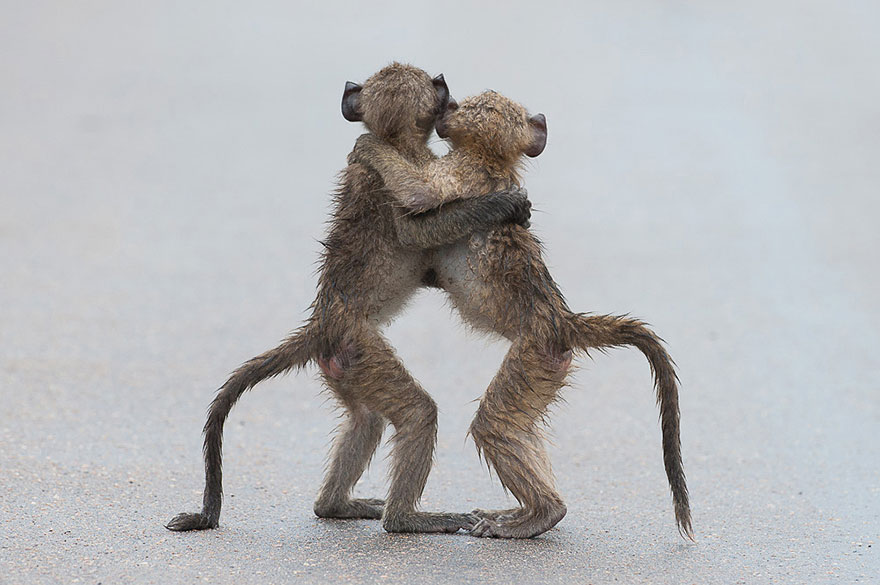 13 Funny Winners Of The 2015 Comedy Wildlife Photography Awards 13 Funny Winners Of The 2015 Comedy Wildlife Photography Awards