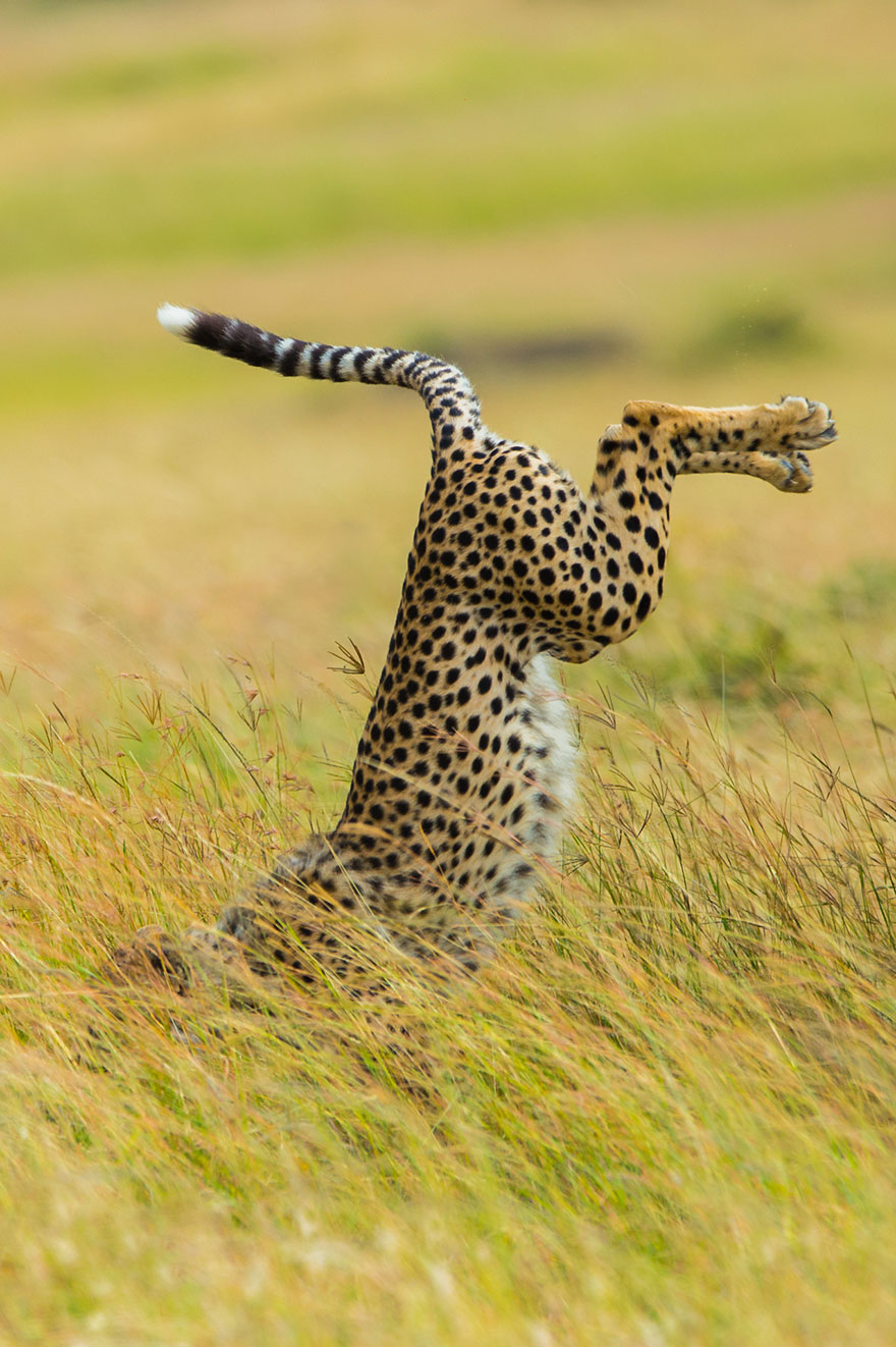 13 Funny Winners Of The 2015 Comedy Wildlife Photography Awards 13 Funny Winners Of The 2015 Comedy Wildlife Photography Awards